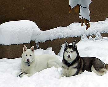 Husky Dogs in Snow Huskies